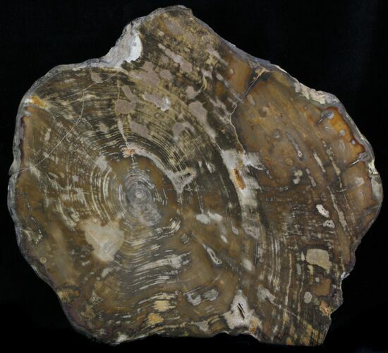 Polished, Jurassic Petrified Wood (Conifer) - Australia #33929